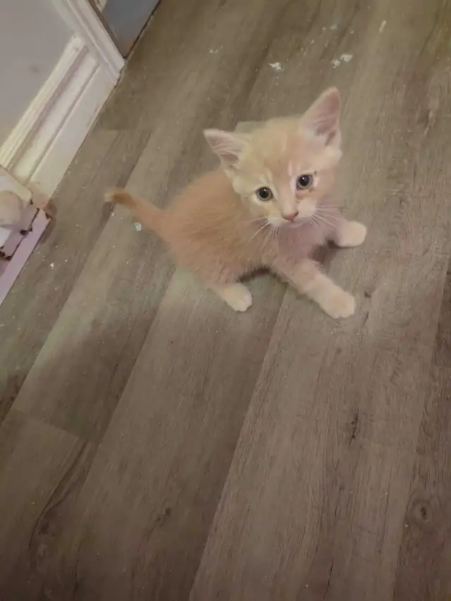 adorable half ragdoll kitten