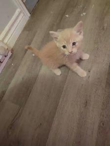 adorable half ragdoll kitten