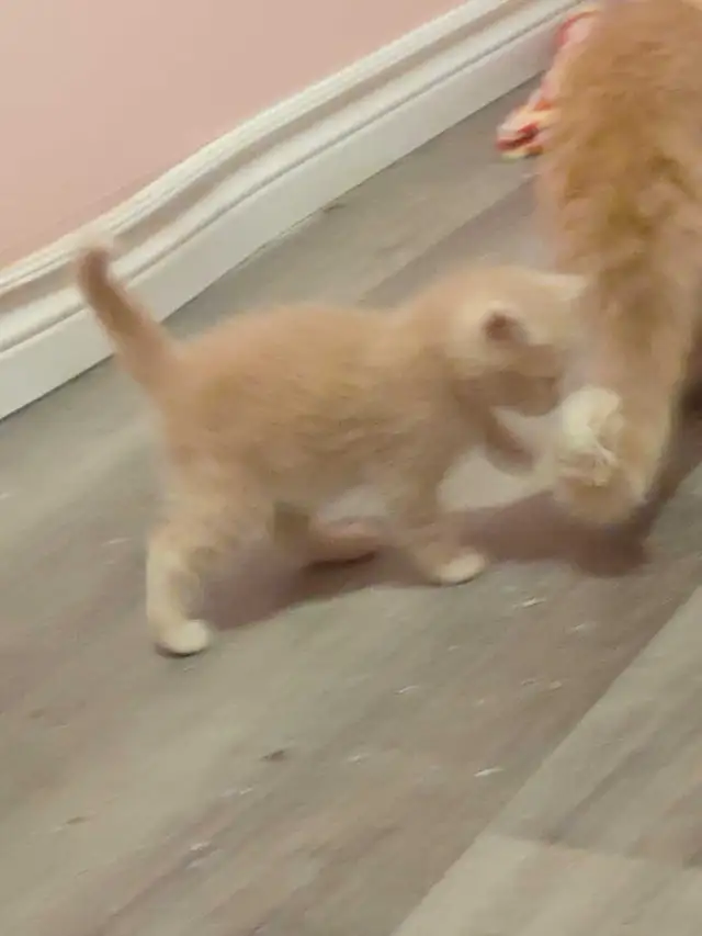 adorable half ragdoll kitten - Photo 2