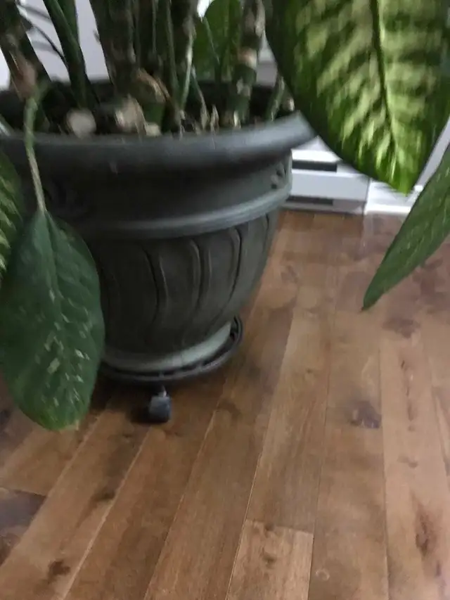 Plante verte - Photo 2