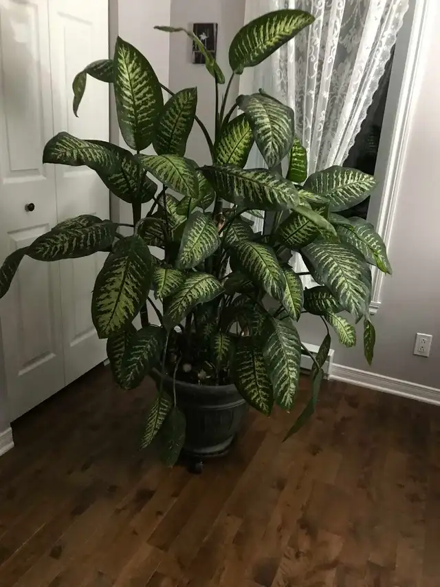 Plante verte - Photo 3