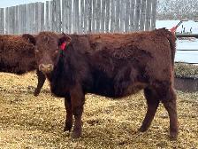 Open Replacement Heifers