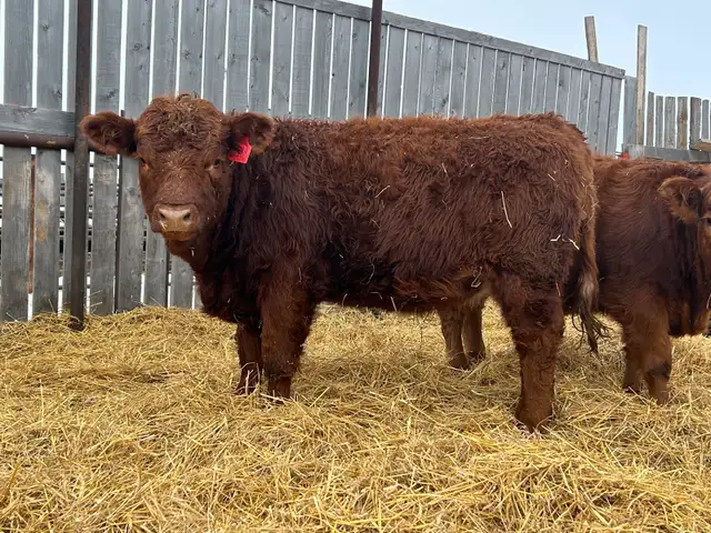 Open Replacement Heifers - Photo 2