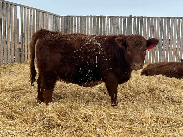 Open Replacement Heifers - Photo 3