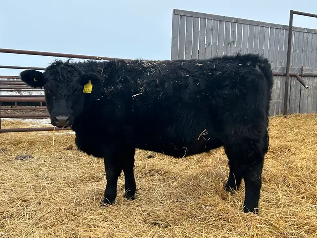 Open Replacement Heifers - Photo 4