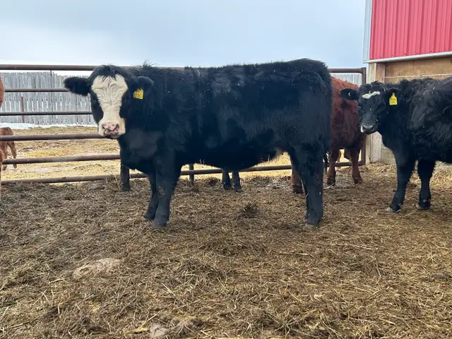 Open Replacement Heifers - Photo 5