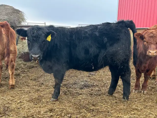 Open Replacement Heifers - Photo 6