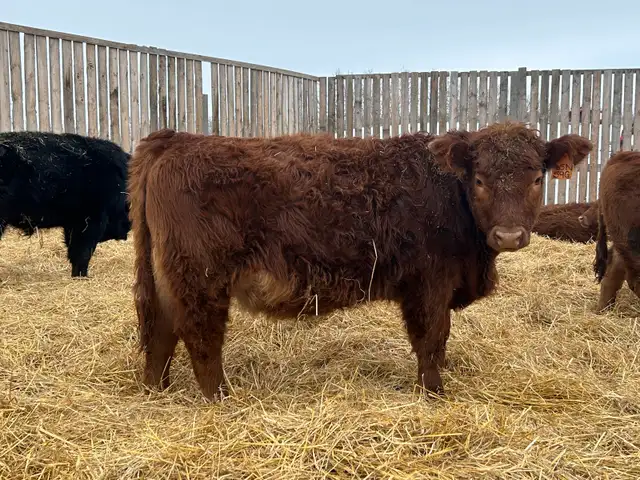 Open Replacement Heifers - Photo 7