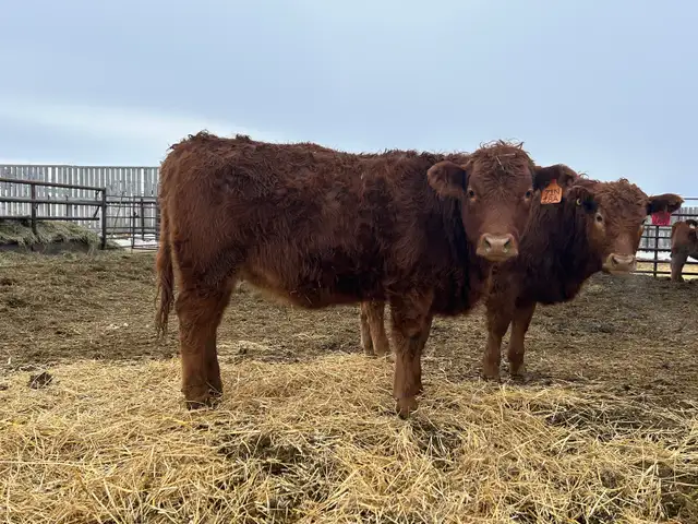 Open Replacement Heifers - Photo 8