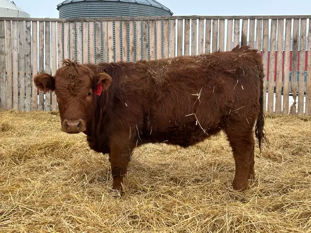 Open Replacement Heifers - Photo 9