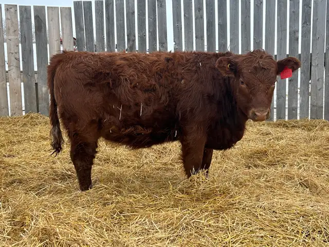 Open Replacement Heifers - Photo 10