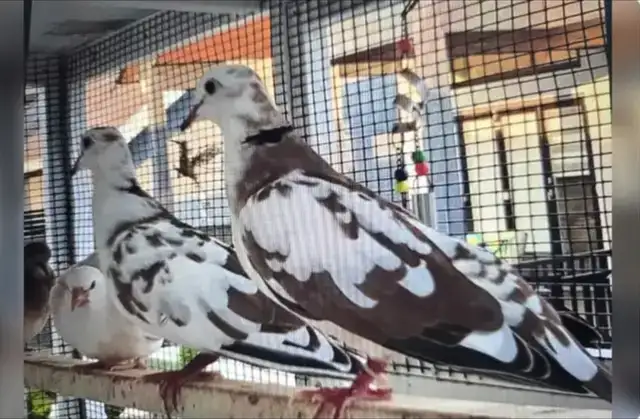 Pair of Pied Rigneck Doves