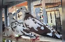 Pair of Pied Rigneck Doves