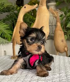 One in a million! Sweet and tiny Yorkie puppy female.
