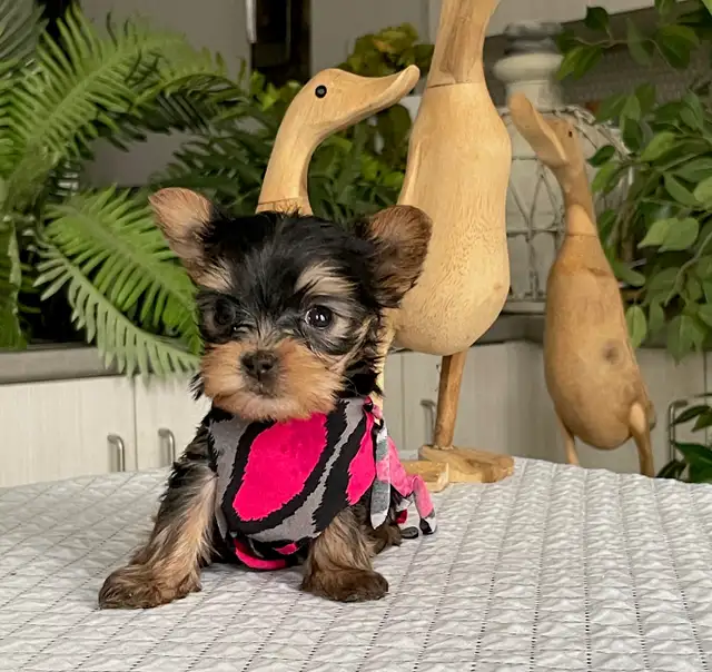 One in a million! Sweet and tiny Yorkie puppy female. - Photo 2