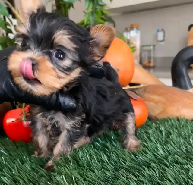 One in a million! Sweet and tiny Yorkie puppy female. - Photo 3