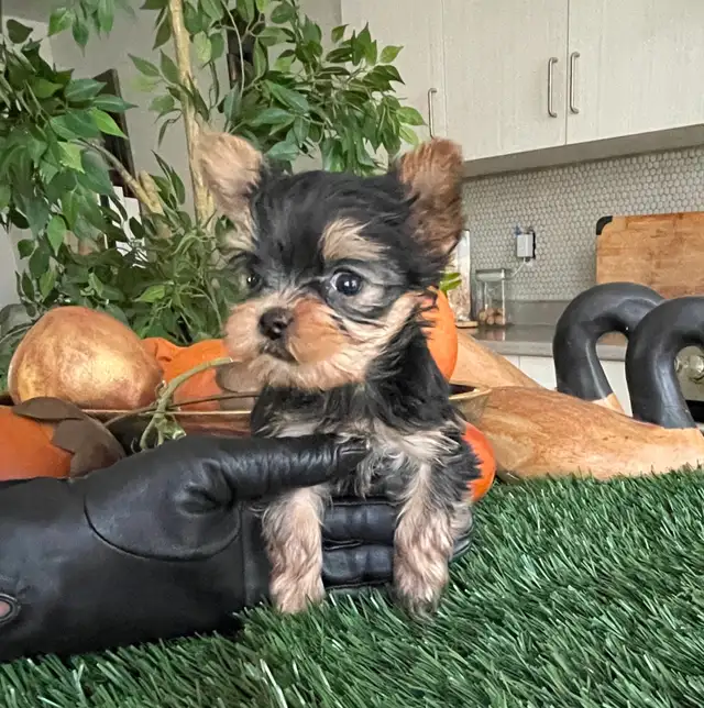 One in a million! Sweet and tiny Yorkie puppy female. - Photo 4
