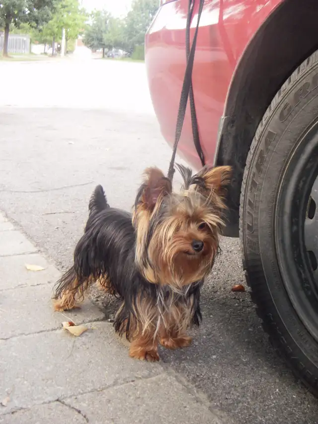 One in a million! Sweet and tiny Yorkie puppy female. - Photo 5