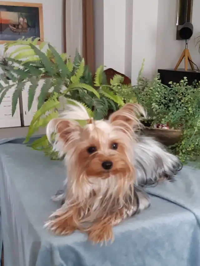 One in a million! Sweet and tiny Yorkie puppy female. - Photo 6