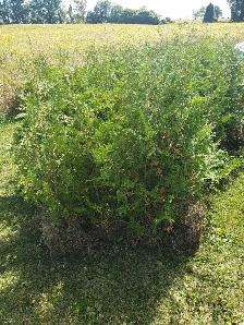 Cedar Trees - Photo 3