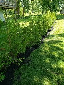 Cedar Trees - Photo 4