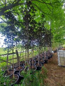 Cedar Trees - Photo 6