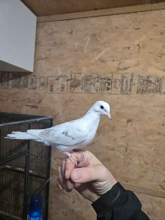 Baby Dove For Sale