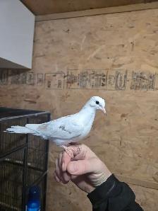 Baby Dove For Sale
