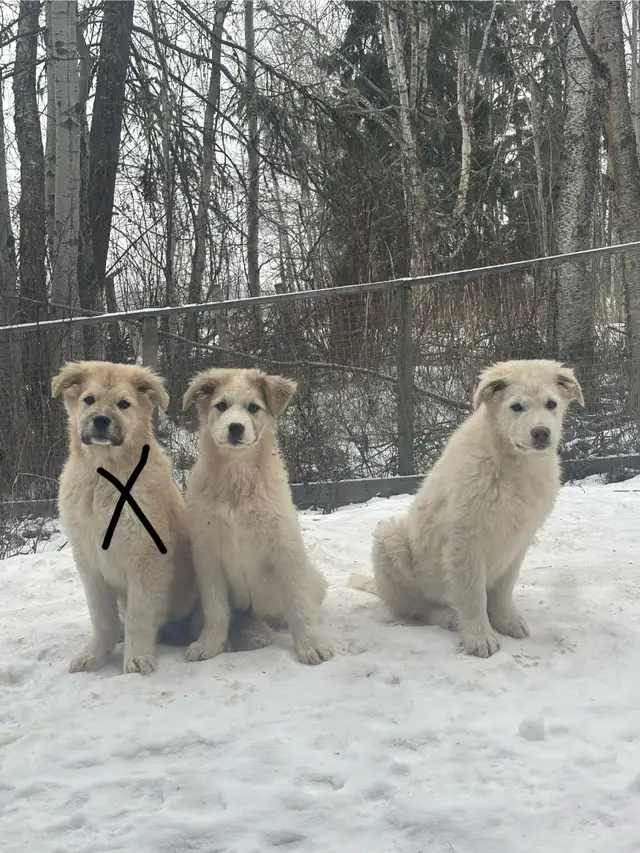 Livestock guardian pups