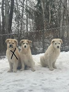 Livestock guardian pups