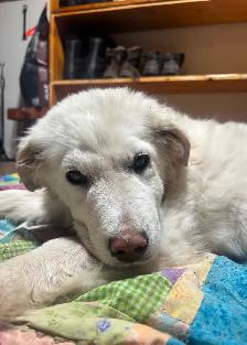 Livestock guardian pups - Photo 2
