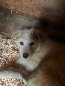Livestock guardian pups - Photo 3