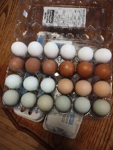 Farm fresh eggs - Photo 3
