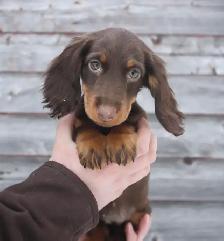 CKC reg. Miniature Longhaired Dachshunds
