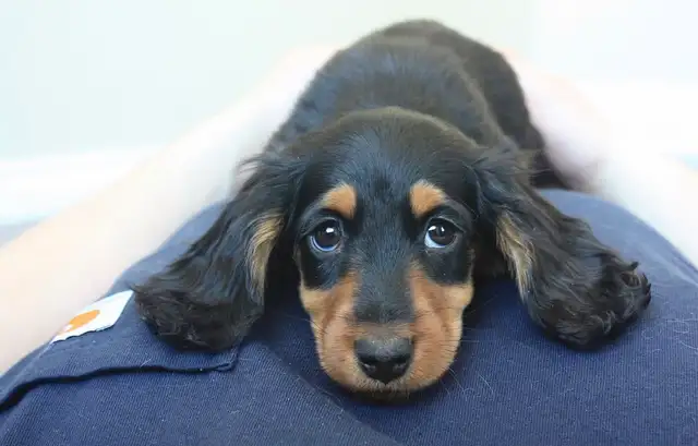 CKC reg. Miniature Longhaired Dachshunds - Photo 3