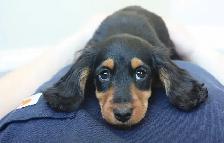 CKC reg. Miniature Longhaired Dachshunds - Photo 3