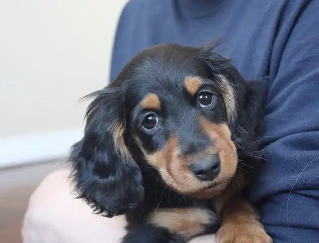 CKC reg. Miniature Longhaired Dachshunds - Photo 4