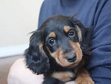 CKC reg. Miniature Longhaired Dachshunds - Photo 4