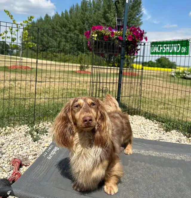 CKC reg. Miniature Longhaired Dachshunds - Photo 6