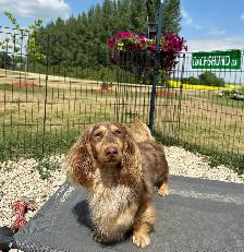 CKC reg. Miniature Longhaired Dachshunds - Photo 6