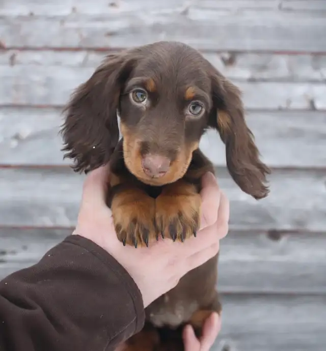 CKC reg. Miniature Longhaired Dachshunds