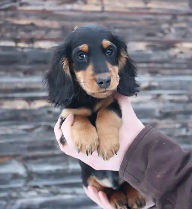 CKC reg. Miniature Longhaired Dachshunds - Photo 2