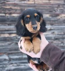 CKC reg. Miniature Longhaired Dachshunds - Photo 2