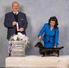 CKC reg. Miniature Longhaired Dachshunds - Photo 3