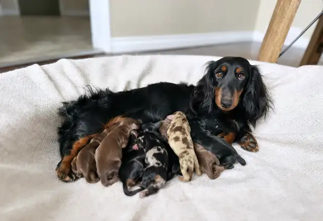 CKC reg. Miniature Longhaired Dachshunds - Photo 4