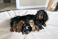 CKC reg. Miniature Longhaired Dachshunds - Photo 4