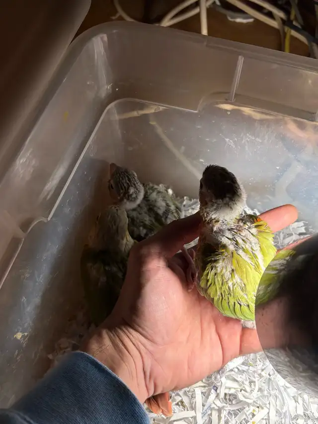 ❤️ Baby Conures / Cockatiels for Sale HandFeeding ❤️ - Photo 3