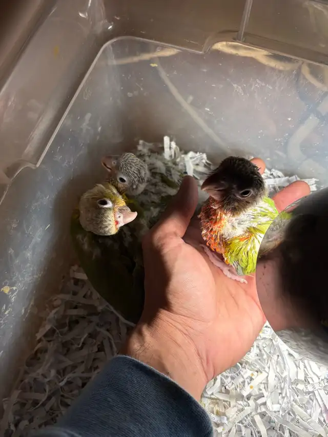 ❤️ Baby Conures / Cockatiels for Sale HandFeeding ❤️ - Photo 4
