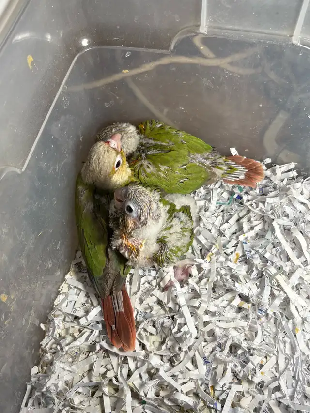 ❤️ Baby Conures / Cockatiels for Sale HandFeeding ❤️ - Photo 6