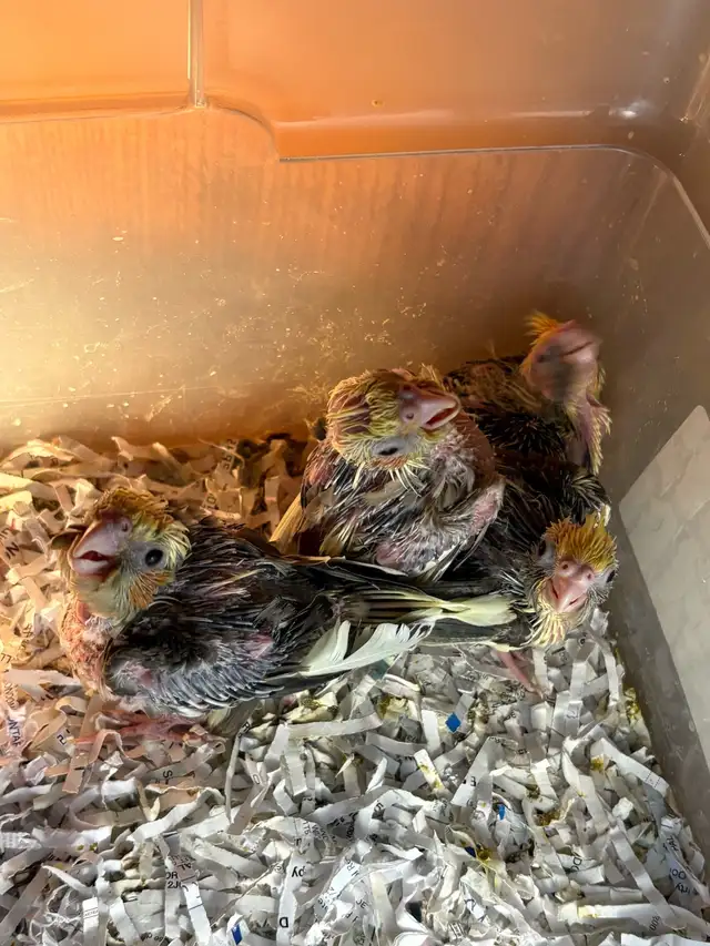 ❤️ Baby Conures / Cockatiels for Sale HandFeeding ❤️ - Photo 9